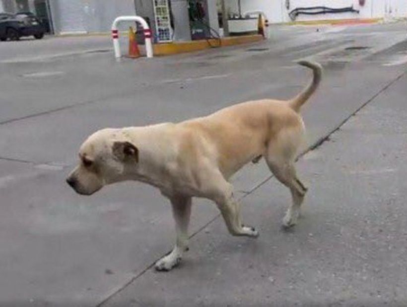 14.259 personas fueron mordidas por perros el 2018 en la región Metropolitana