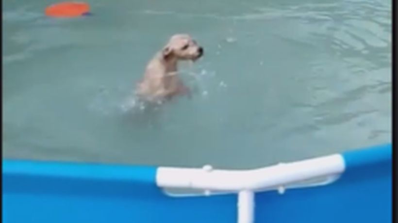 [VIDEO] Denuncian en redes a hombre que lanzó a su perro a una piscina y luego lo 