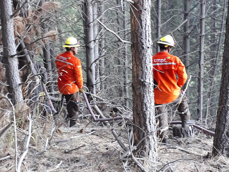 CMPC ha combatido incendios forestales en 16 comunas entre el Maule y La Araucanía