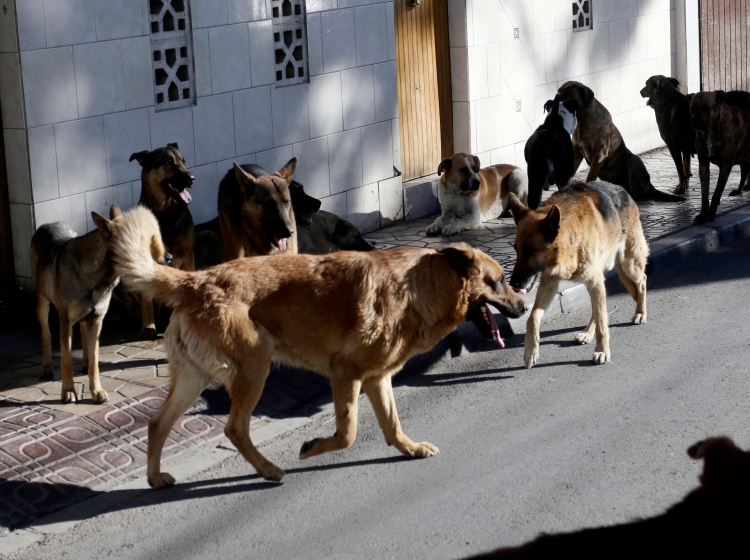 Calama Lidera Indice De Preocupacion Urbana Por Perros Vagos A Nivel Pais Soychile Cl