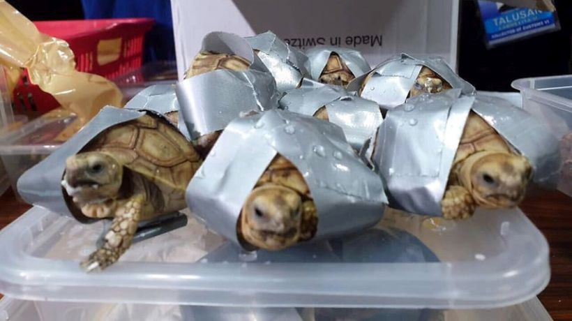 Filipinas: Encontraron más de 1.500 tortugas al interior de un equipaje
