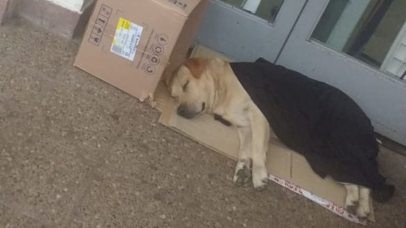 Argentina: perro esperó una semana en la puerta del hospital a su dueño que murió