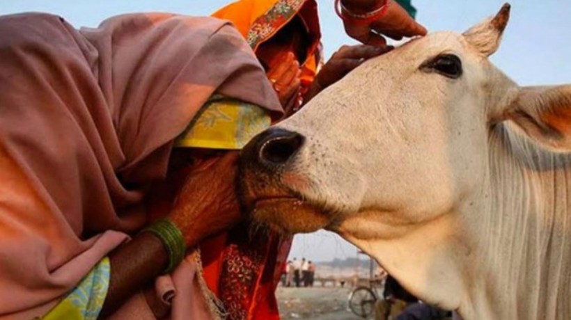 Turba asesinó a un cristiano sospechoso de matar a una vaca sagrada en India