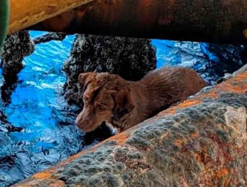 Increíble: perrito es rescatado a 220 kilómetros de la costa tras nadar hasta una plataforma petrolífera