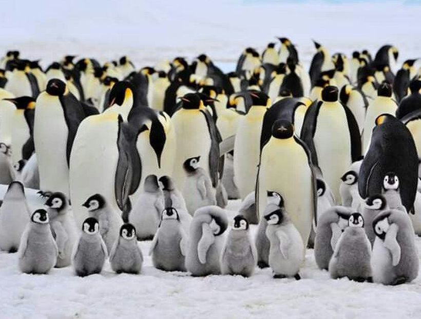 Desaparece segunda colonia más grande de pingüinos después de que se ahogaran miles de crías