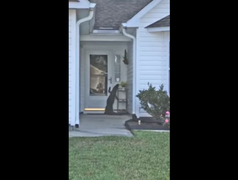 [VIDEO] Captan a cocodrilo intentando tocar el timbre de una casa
