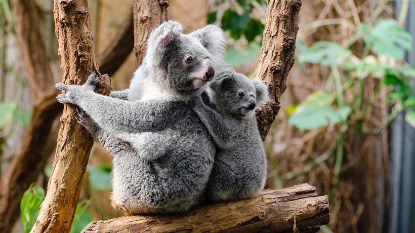 Los koalas están casi extintos
