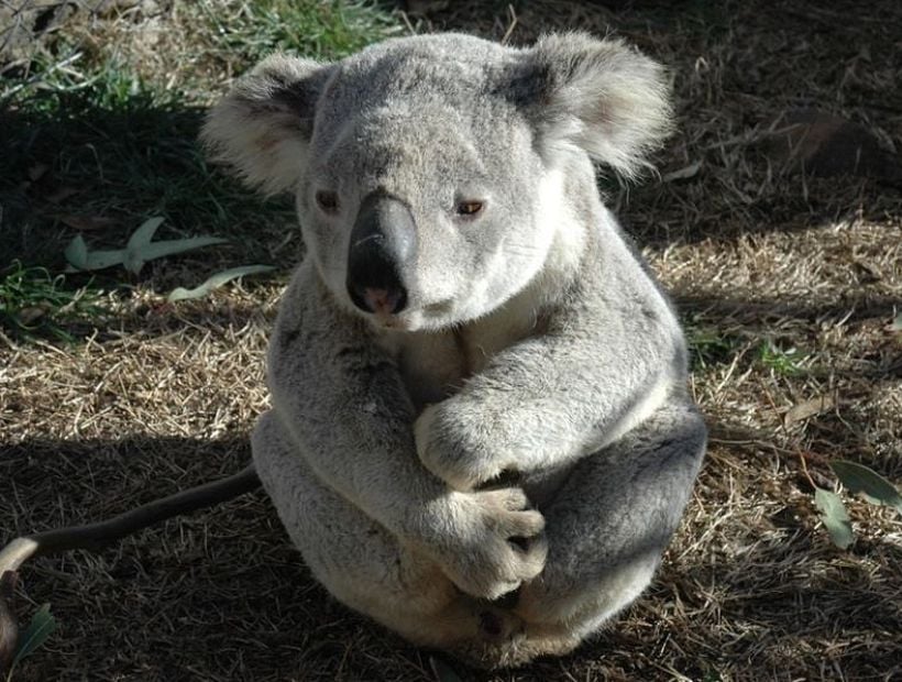 En Australia declaran que los koalas se encuentran 