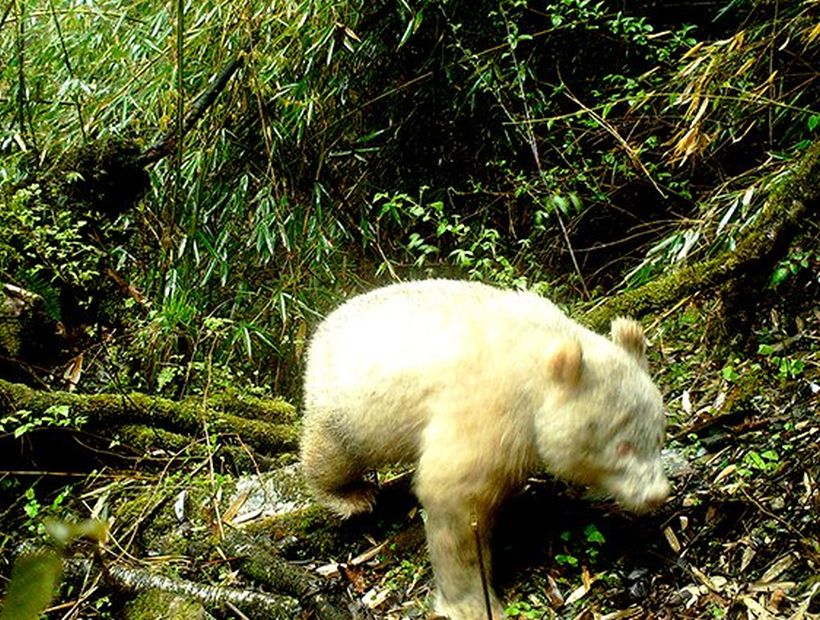 Registran por primera vez a raro panda gigante albino China