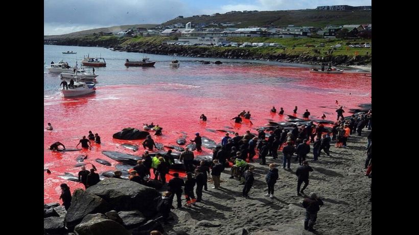 Despiadada matanza de ballenas y delfines llegó a teñir de rojo el mar