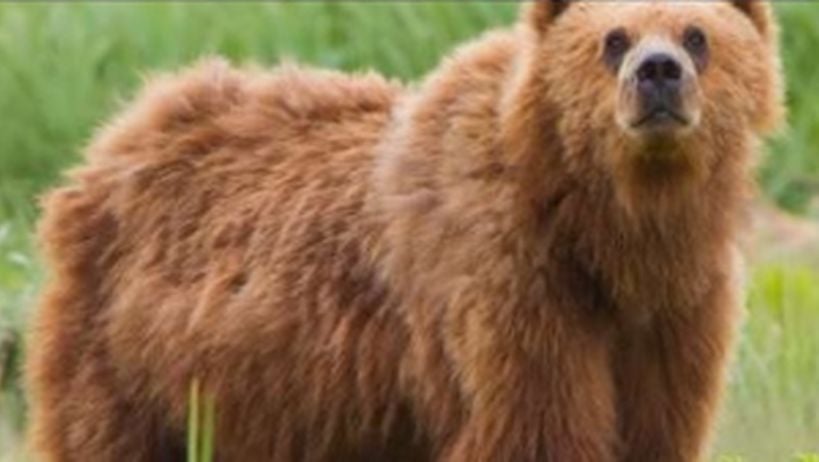 Hombre sobrevivió un mes atrapado en la guarida de un oso: 