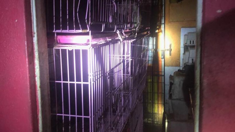Maltrato animal en Providencia: sujeto tenía 66 perros, 7 gatos y 7 aves en hacinamiento