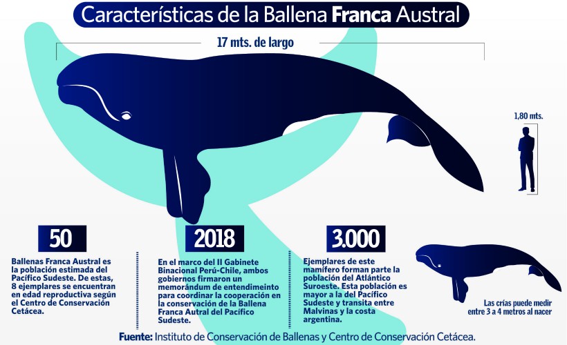 Crear infografía sobre ballena franca austral en 5 pasos