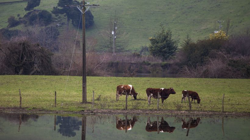 Carnes podrían sufrir alza de impuestos debido a su rol perjudicial ante el cambio climático