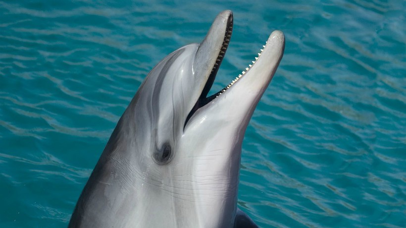 Un delfín de 9 días murió en medio de una presentación