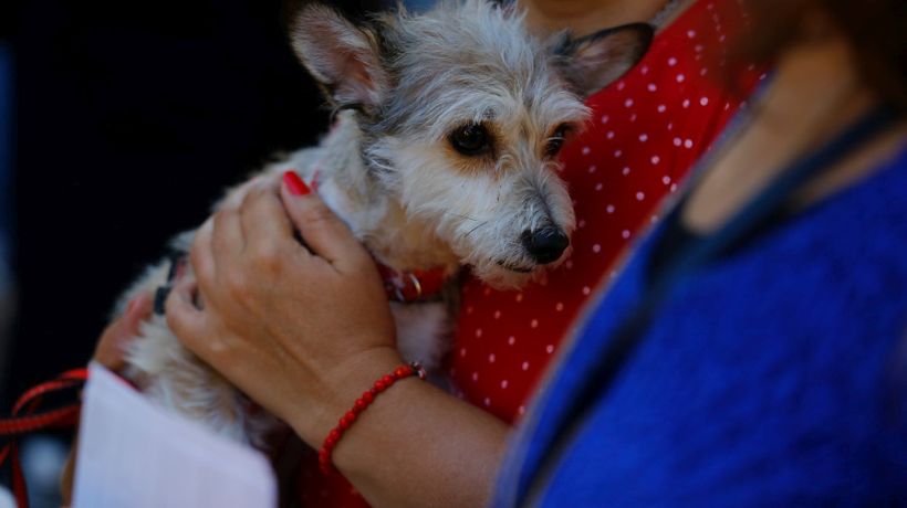 Ley Cholito: Más de 500 mascotas perdidas han vuelto con sus dueños