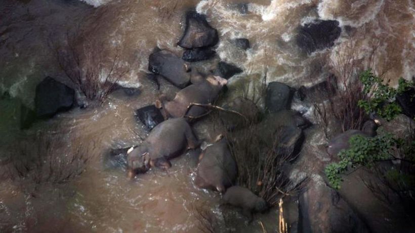 [VIDEO] Horrible: seis elefantes mueren ahogados tras resbalar en una cascada