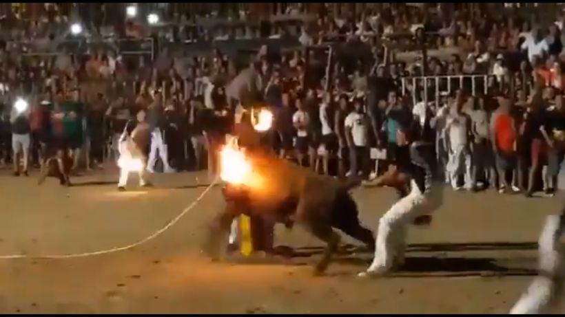 [VIDEO] Maltrato animal: le prenden fuego a toro en un festival español