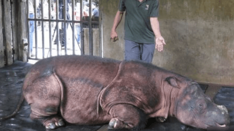 Muere la última rinoceronte de Sumatra de Malasia y quedan menos de 80 en el mundo