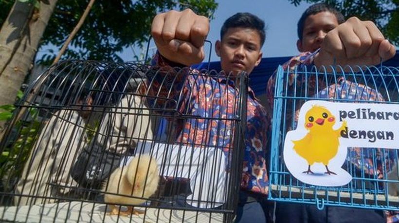 Repartirán 2000 pollitos en Indonesia a niños y adolescentes para combatir adicción a celulares