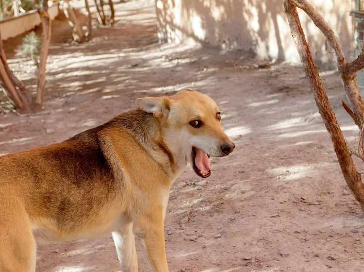 Realizarán cena navideña para perritos en Calama