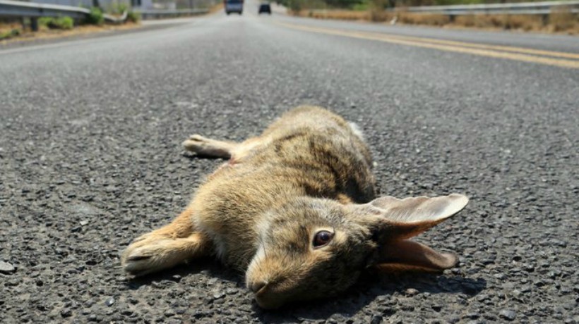Increíble: el conejo entra a la lista de animales en peligro de extinción