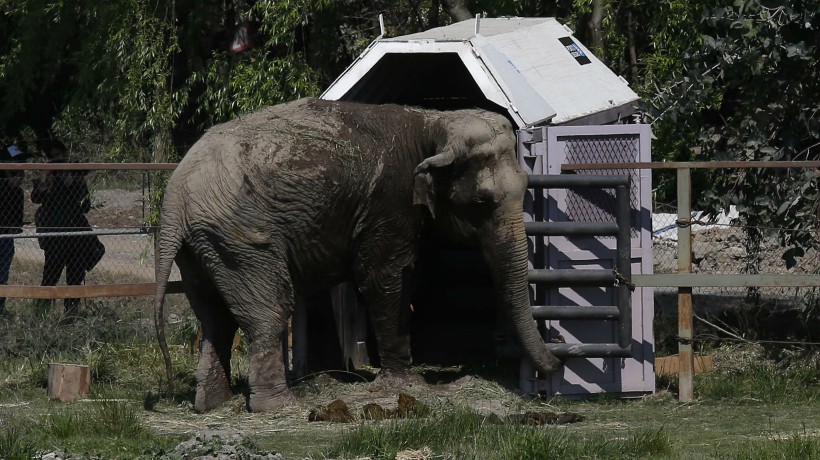 Elefanta Ramba murió en Santuario de elefantes en Brasil
