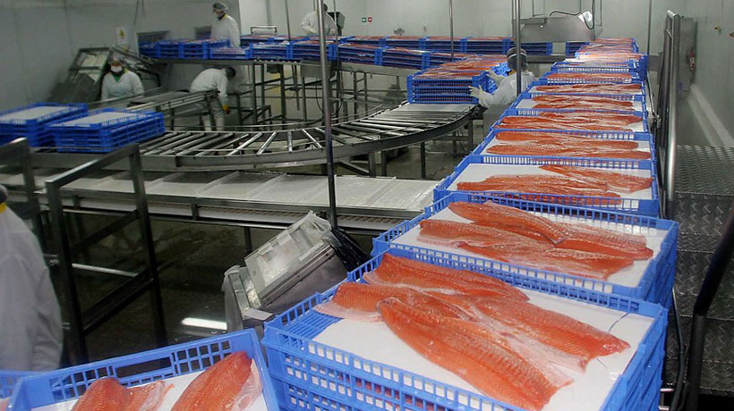 Directora de Sernapesca y prohibición a salmones en Rusia: 