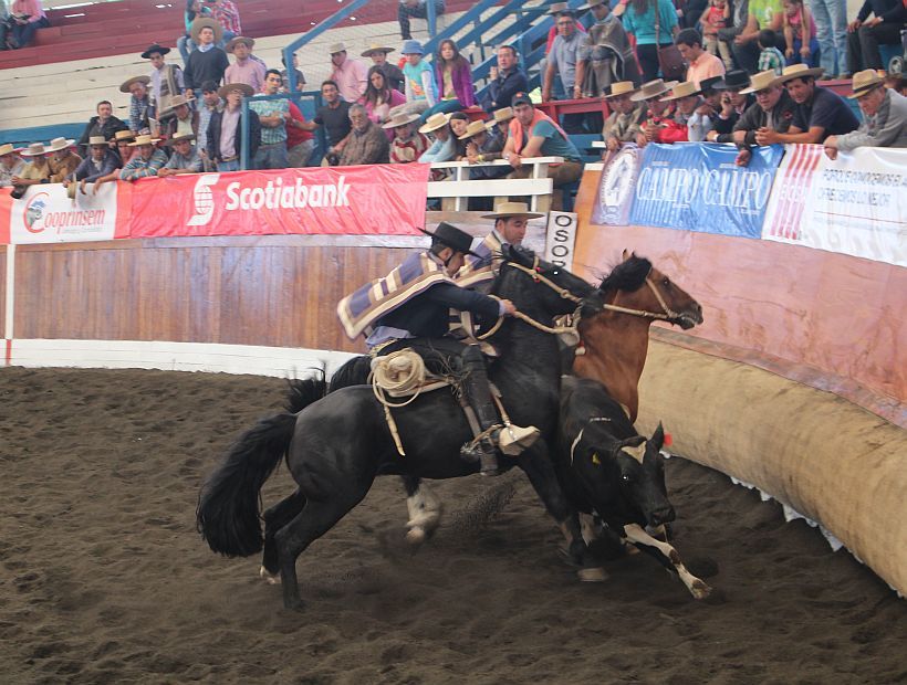 Federación de Rodeo suspendió el Champion de Chile en Rancagua por coronavirus