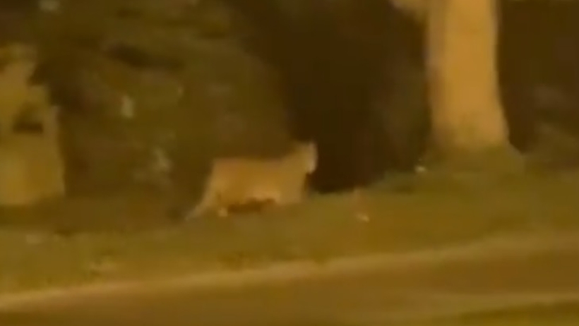 [VIDEO] Vecino reportó avistamiento de un puma en Chicureo