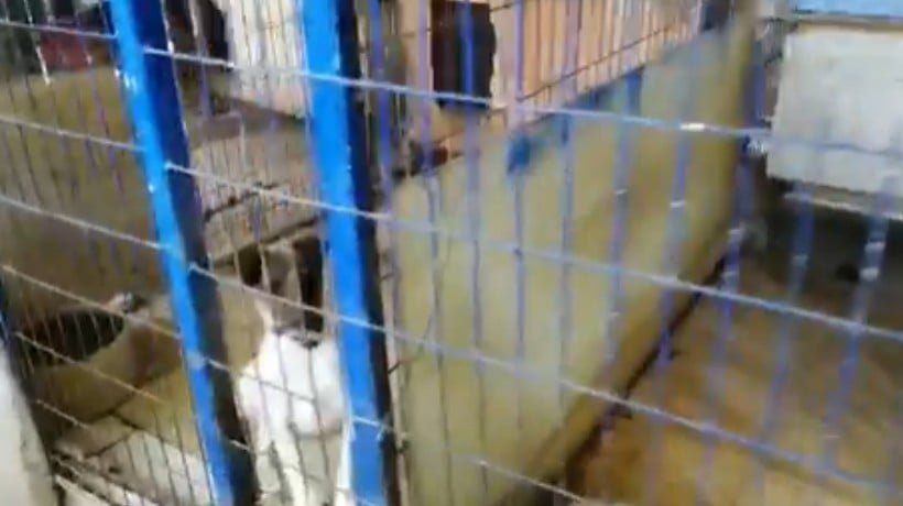 [VIDEO] Descubren criadero clandestino de perros en Peñaflor