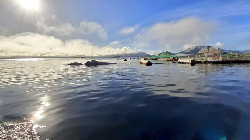 Sernapesca denunció ante la Fiscalía hallazgo de cadáver de ballena que apareció enmallado en Aysén