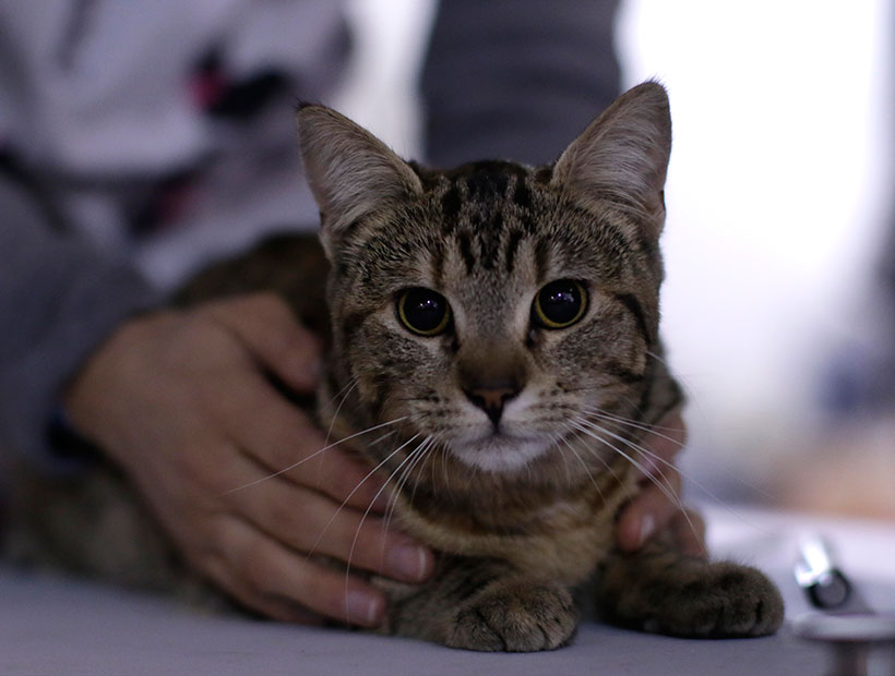 Nuevo estudio de laboratorio asegura que gatos asintomáticos pueden contagiar el coronavirus a otros gatos