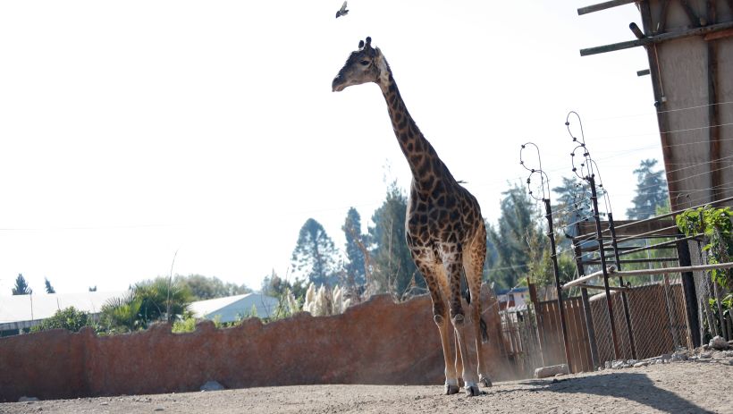 Buin Zoo inició campaña de recaudación de fondos