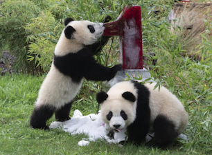 Pandas gemelos del Zoo de Berlin celebran su cumpleaños