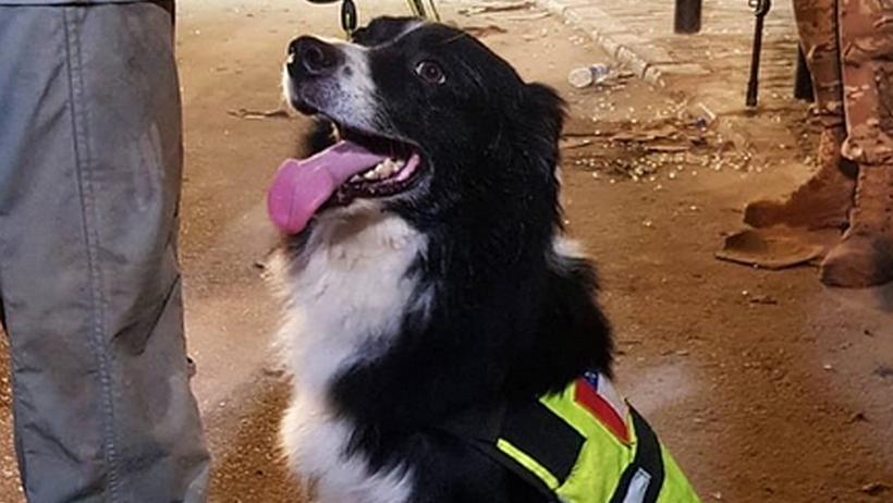 [VIDEO] Flash el perro de rescate chileno que ha destacado en Beirut se lesionó durante una operación de búsqueda
