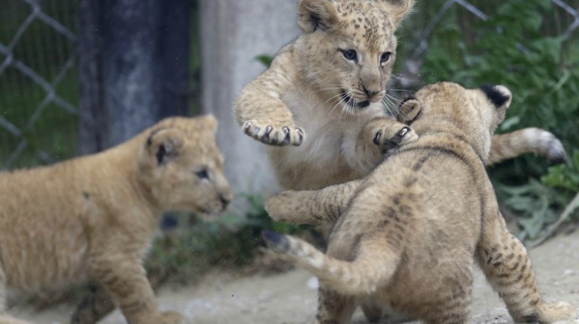Nacieron tres crías de león del Atlas en un zoológico de República Checa
