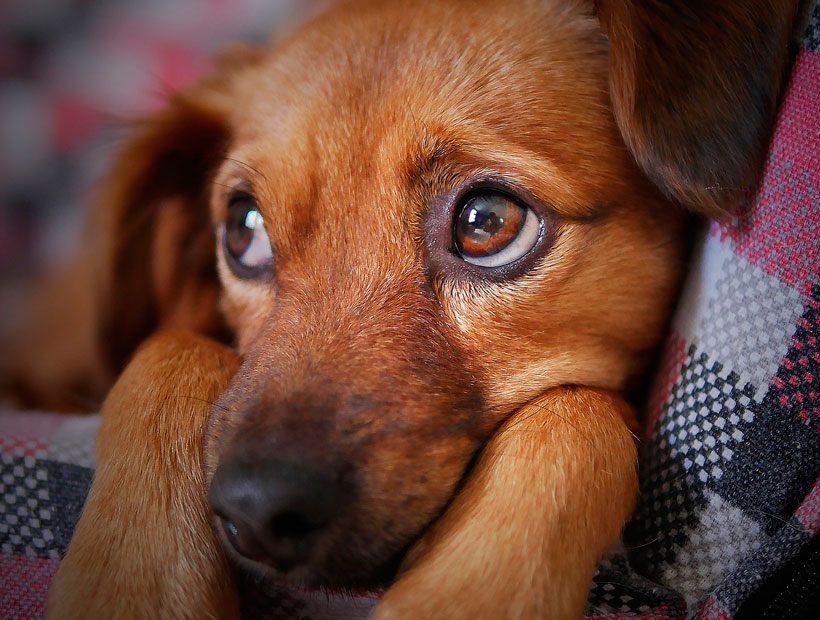 Subdere ofrece curso gratuito y online sobre la tenencia responsable de mascotas: Dos mil personas podrán ser capacitadas