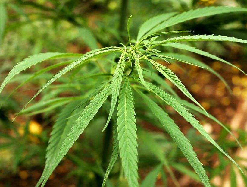 La ONU removió al cannabis de la lista de las drogas más nocivas del mundo