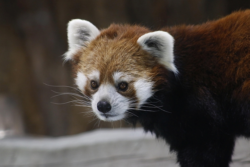 [FOTOS] Buin Zoo presentó a la primera pareja de pandas rojos