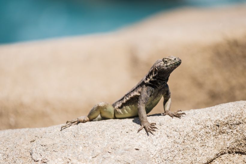 Lagartija corredora, bastante común en el lugar. (Corp, Costa Chinchorro)