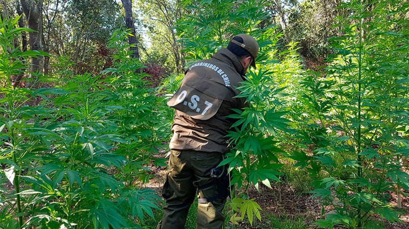 Cerca de 14 mil plantas de cannabis han sido decomisadas en la Región de Valparaíso