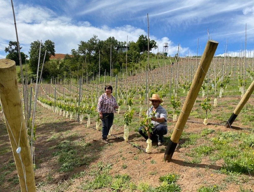 Con éxito culminó proyecto de creación de viñedos en la provincia de Osorno