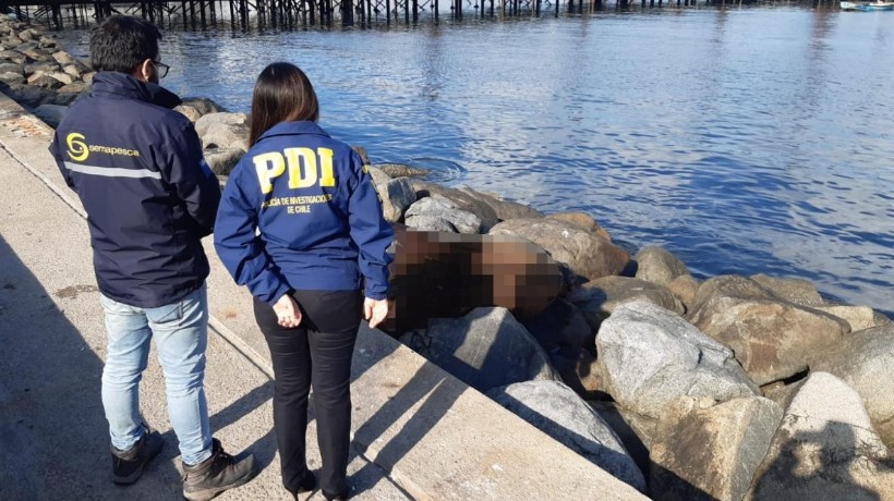 Inician investigación por maltrato animal tras el hallazgo de lobo marino muerto en Muelle Histórico de Antofagasta