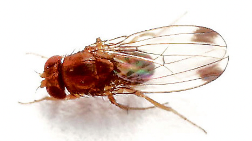 Alerta por plaga de moscas “de alas manchadas” en el Litoral Central