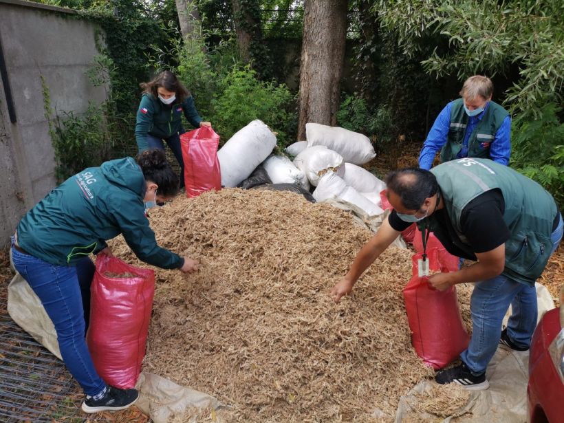 Decomisan ocho metros cúbicos de musgo pompón extraído ilegalmente en Corral