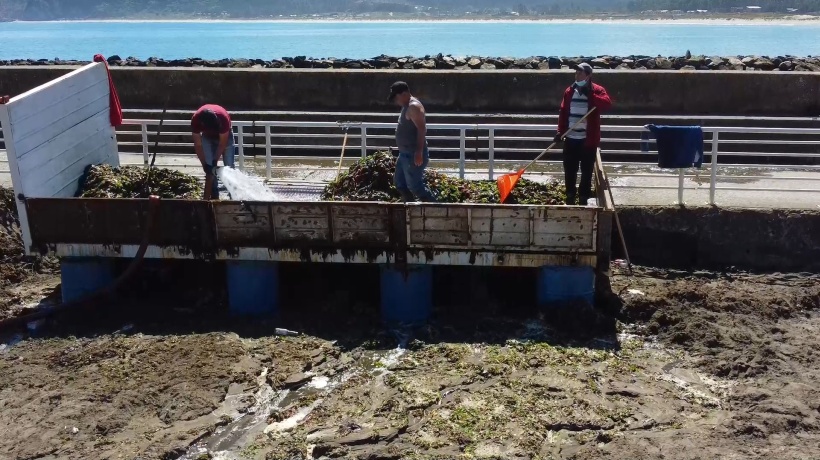 En Lebu crean un sistema que limpiará las playas y recuperará algas y arena