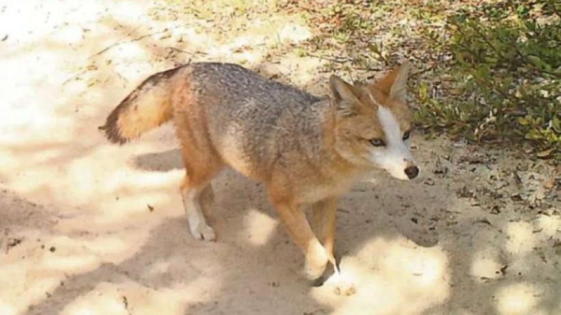 Un atípico ejemplar de zorro culpeo causó sorpresa en Río Clarillo