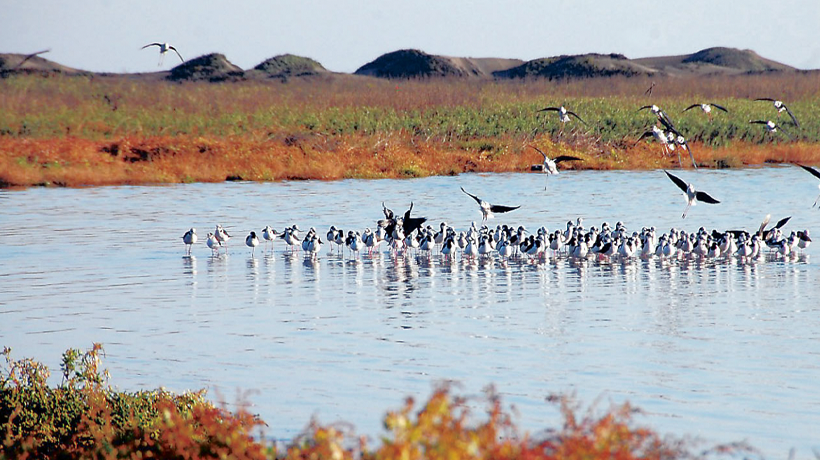 Hoy inicia Inédito Festival de Aves busca promover la protección de la cuenca del río Maipo