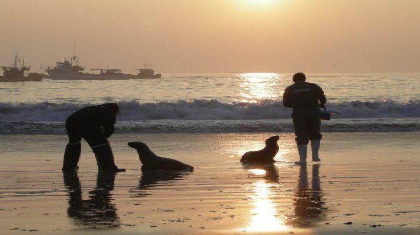 [GALERíA]  La increíble historia del lobo marino que quedó ciego y se recupera en  el Centro de Rescate de Iquique